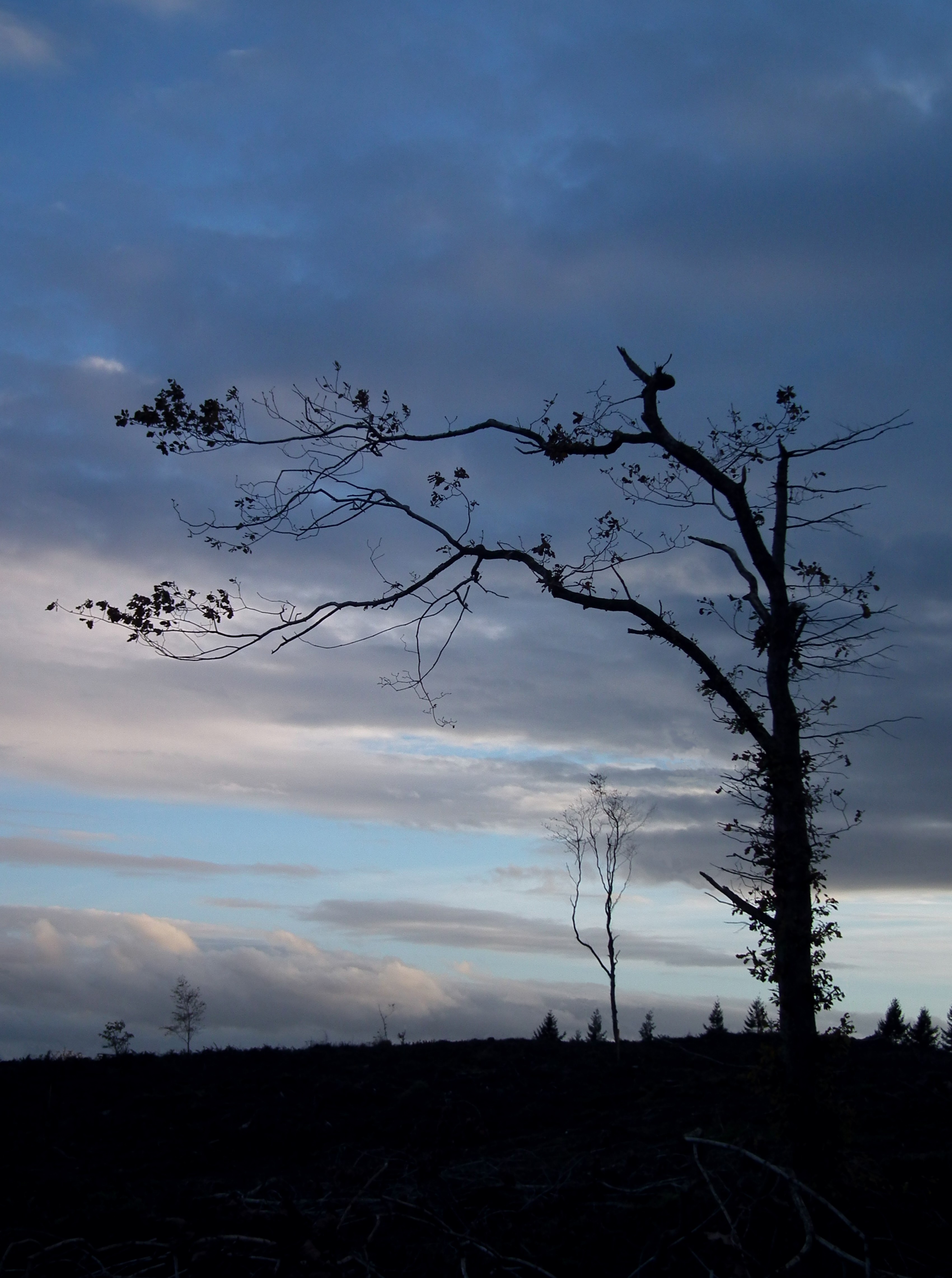 ANOTHER LONELY TREE Bill Bagley Photography